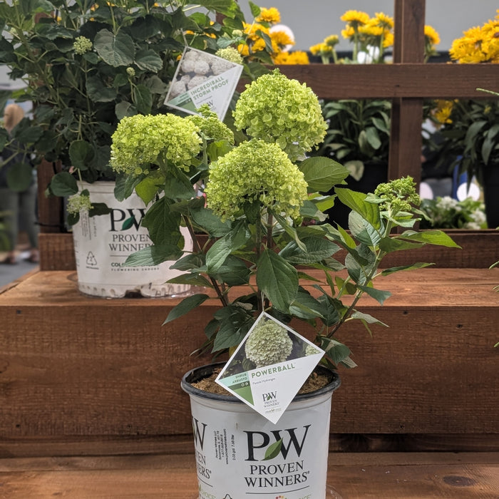 Hydrangea paniculata 'SMNHPLK'  - PW® Powerball™ Hydrangea - Shipped