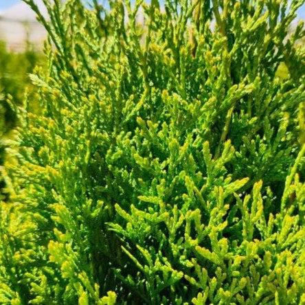 Thuja occ. North Pole® - Shipped