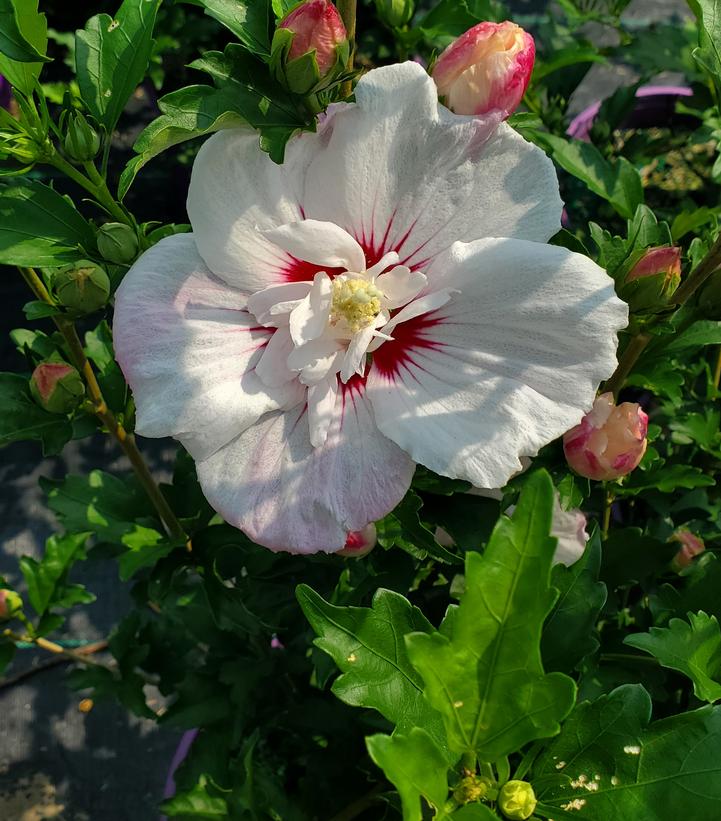 ROSE OF SHARON - HIBISCUS SYR. `FIJI™` - In Store Pickup