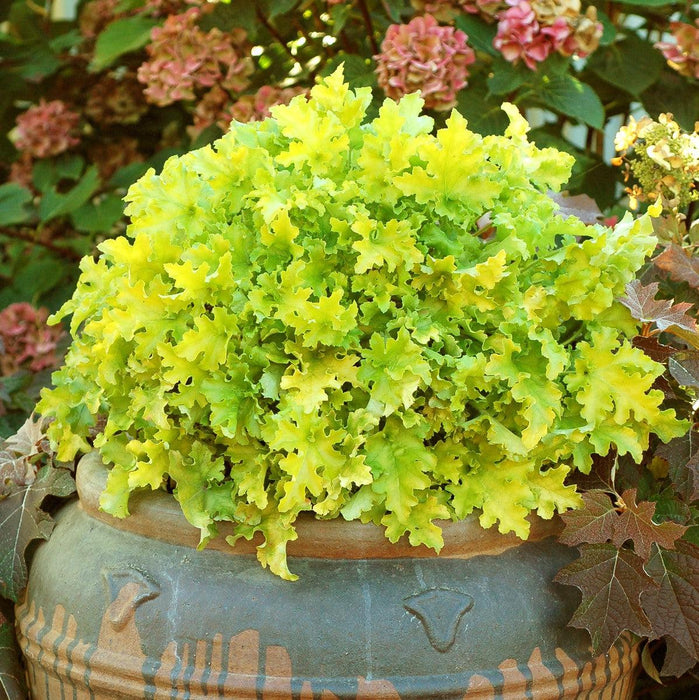 Heuchera ‘Lime Marmalade’  - Lime Marmalade Heuchera - Shipped