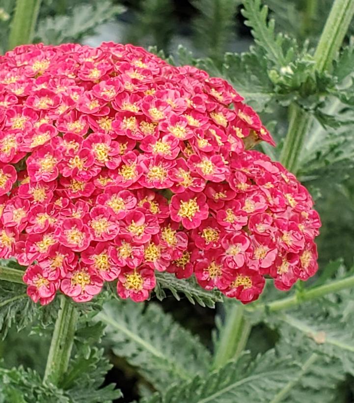 YARROW (ACHILLEA) 'FIREFLY RED POP' - In Store Pickup