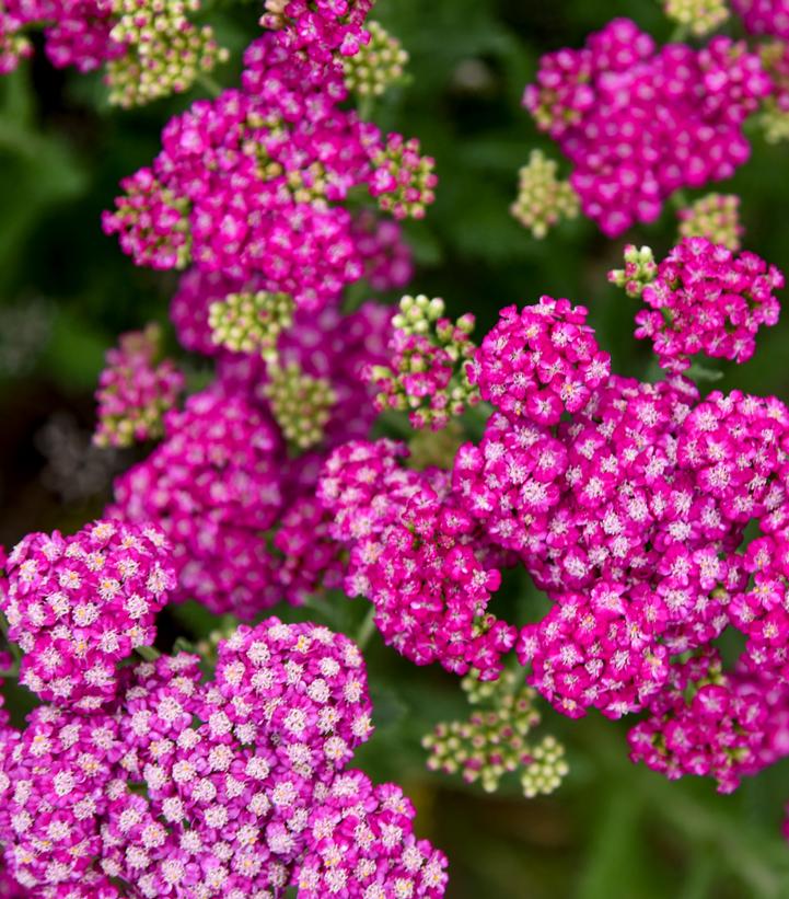 YARROW (ACHILLEA) 'FIREFLY FUCHSIA' - In Store Pickup