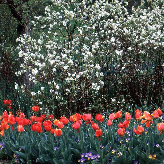 Amelanchier alnifolia 'Regent'  - Regent Serviceberry - Shipped