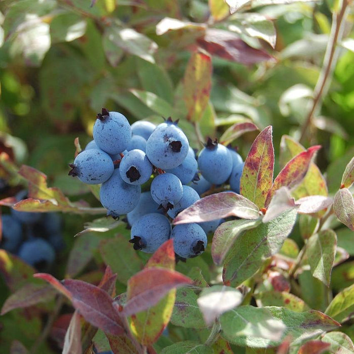Vaccinium corymbosum 'ZF06-079'  - Pink Icing® Blueberry - Shipped