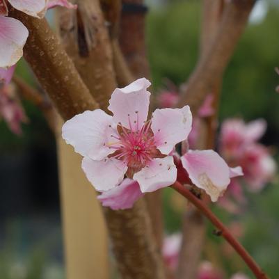 NECTARINE (PRUNUS)  `FLAVOR TOP` - In Store Pickup