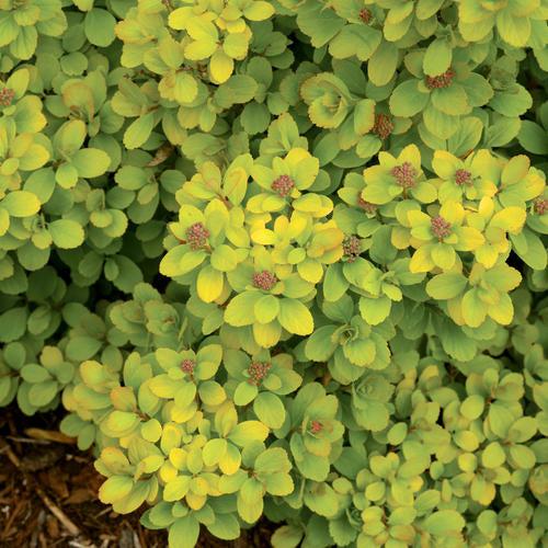 Glow Girl® Birchleaf Spirea - Shipped