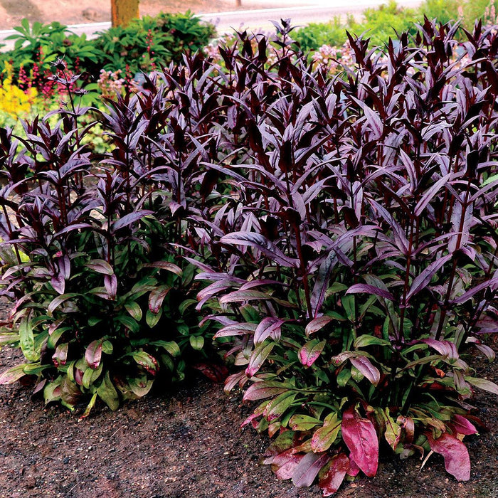 Penstemon digitalis 'TNPENDB'  - DAKOTA™ Burgundy Beardtongue - Shipped