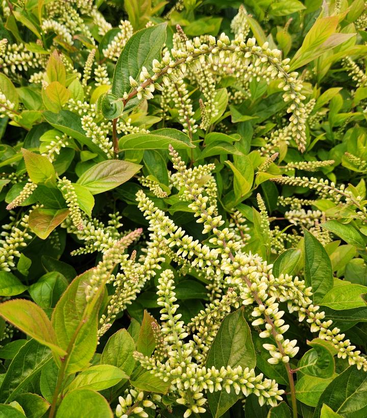 VIRGINIA SWEETSPRIRE (ITEA VIRGINICA) `FOUNTAINS OF ROUGE` - In Store Pickup