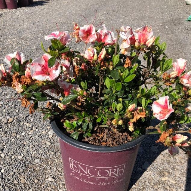 Rhododendron ‘Robleze’  - Encore® Autumn Starburst™ Azalea - Shipped