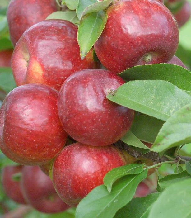 APPLE (MALUS) `FROSTBITE` - In Store Pickup