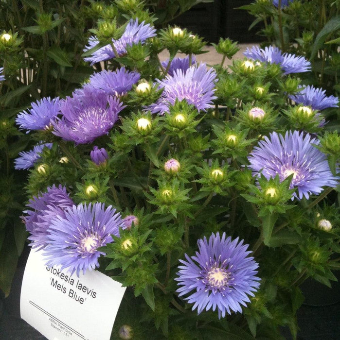 Stokesia laevis 'Mel's Blue'  - Mel's Blue Stokes' Aster - Shipped