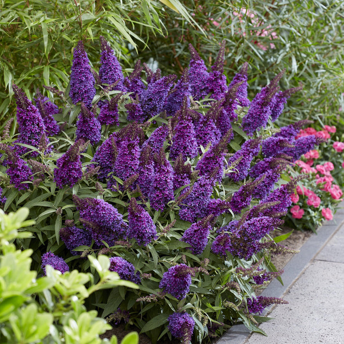 Buddleia davidii 'BotEx 001' PP34,515  - Butterfly Candy™ Li'l Grape™ Butterfly Bush - Shipped