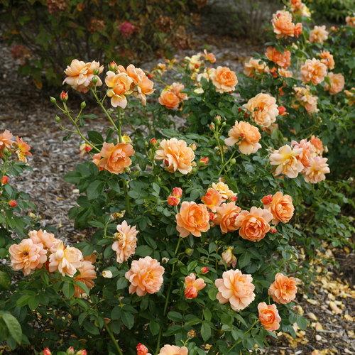 Proven Winners® Color Choice® At Last® Rose - Shipped