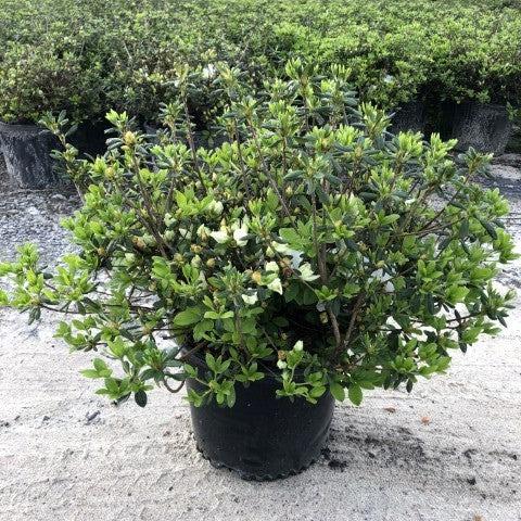 Pleasant White Azalea - Shipped