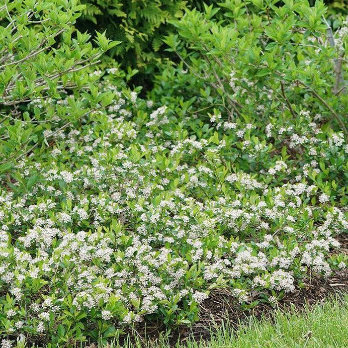 Aronia melanocarpa 'UCONNAM012'  - PW® Ground Hug® Aronia - Shipped