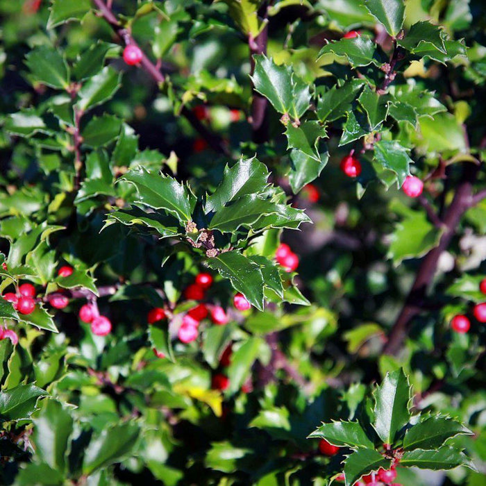 Ilex x meserveae 'Blue Princess'