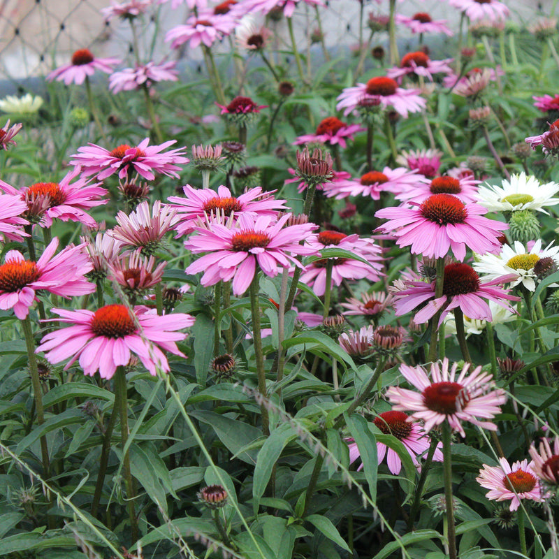 Magnus Echinacea, Coneflower - Shipped
