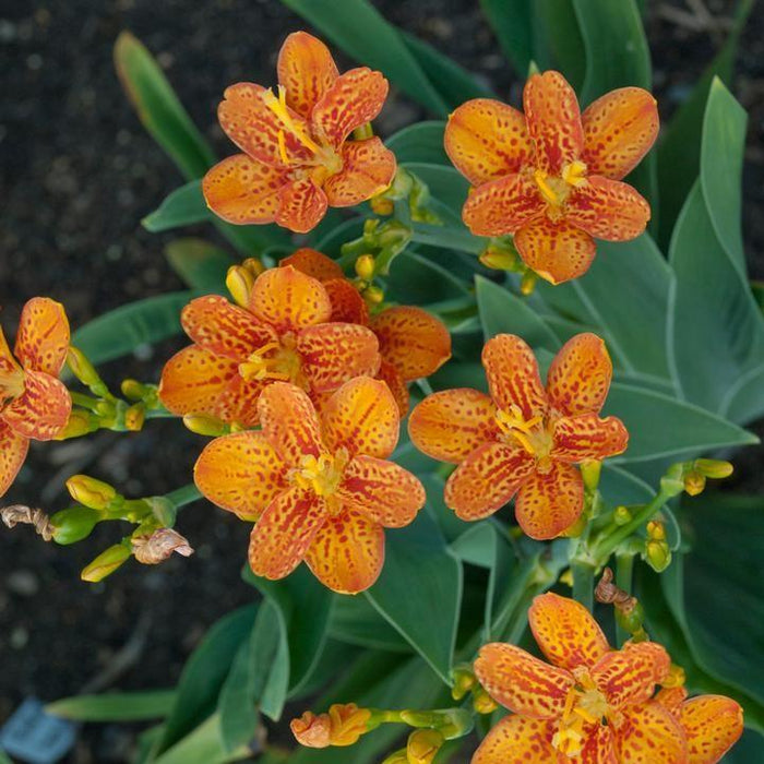 Belamcanda chinensis 'Freckle Face'  - Freckle Face Blackberry Lily - Shipped