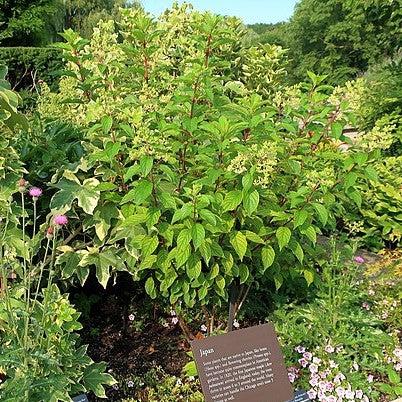 First Editions® Vanilla Strawberry™ Hydrangea - Shipped