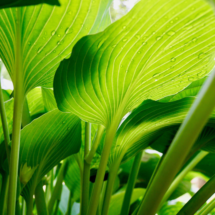 Hosta 'Dancing Queen'  - Dancing Queen Hosta - Shipped
