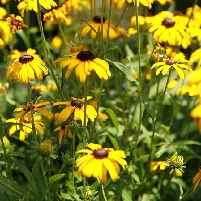 Viettes Little Suzy Black-Eyed Susan - Shipped