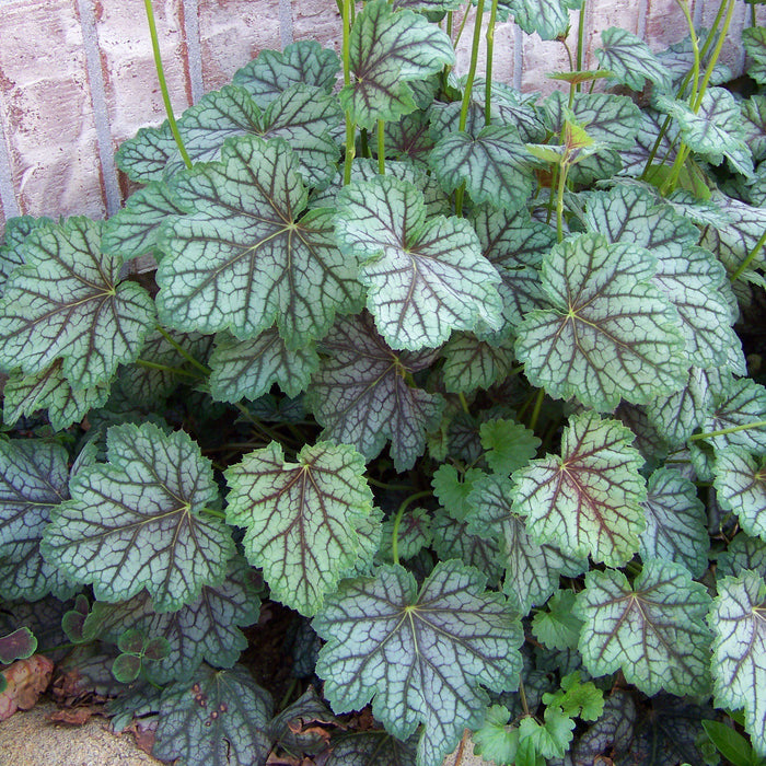 Heuchera americana 'Green Spice'  - Green Spice Coral Bells - Shipped