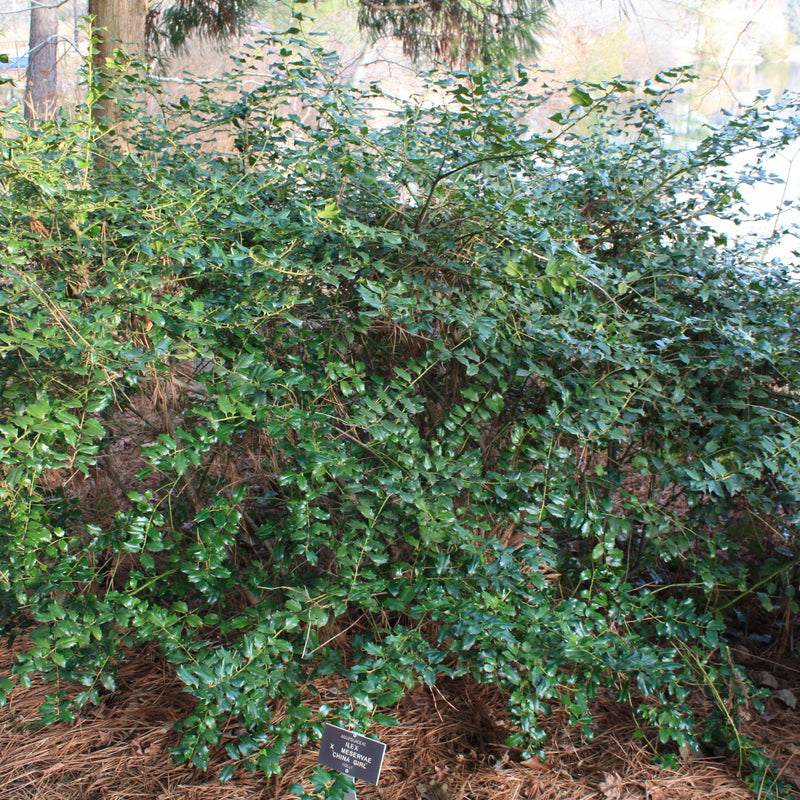 China Girl® Holly - Shipped