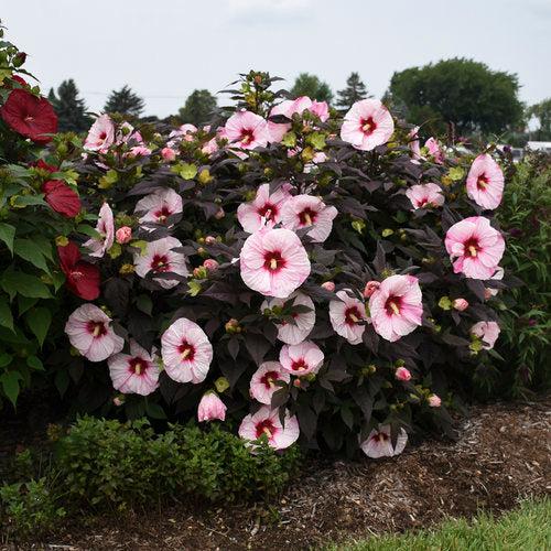 Summerific® Perfect Storm Hibiscus - Shipped