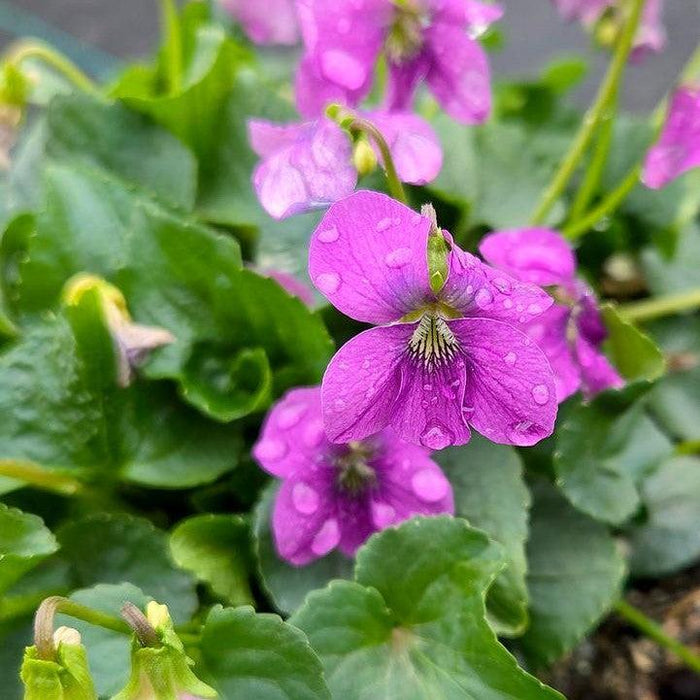 Viola sororia  - Common Blue Violet - Shipped