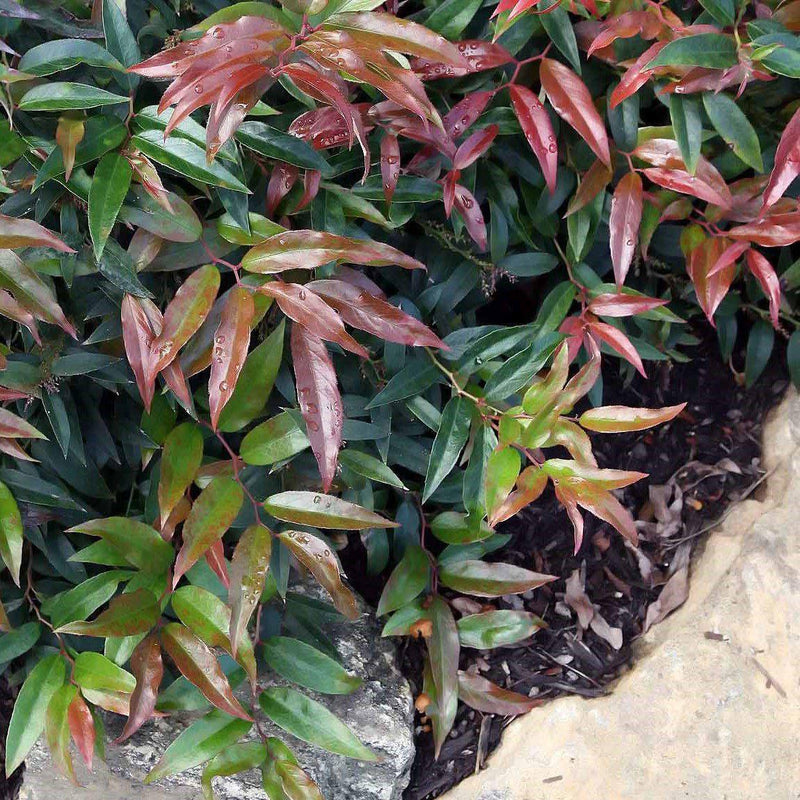 Burning Love™ Leucothoe - Shipped