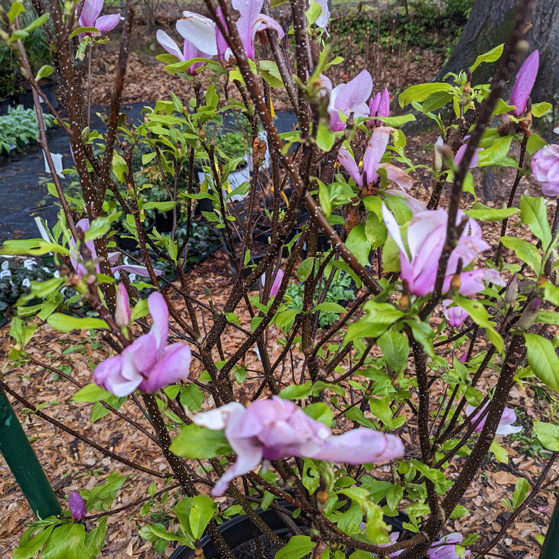 Saucer 'Jane' Magnolia - Shipped
