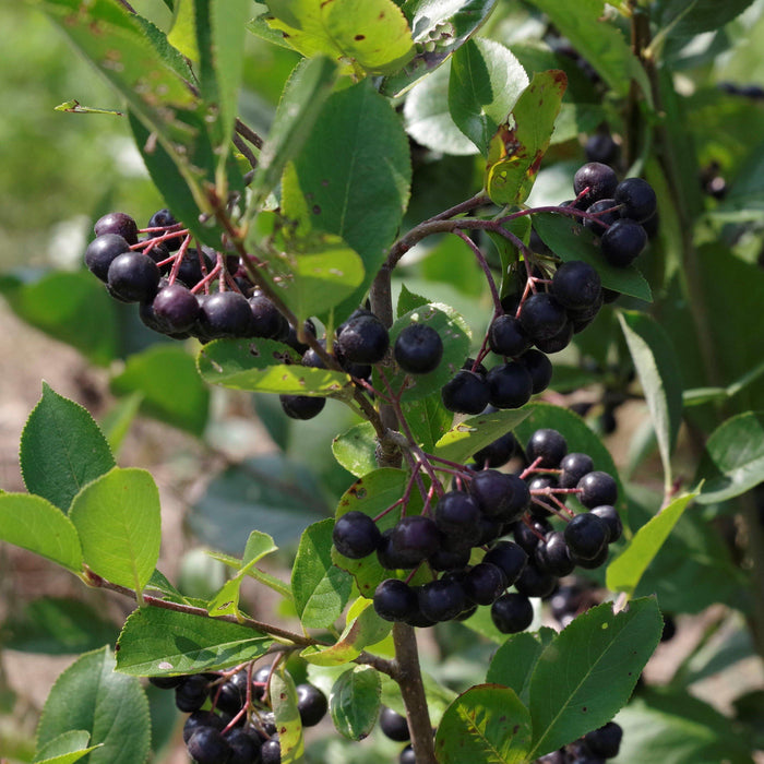 Aronia melanocarpa  - Black Chokeberry - Shipped