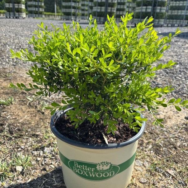 Buxus 'HER2009B03’ PP32275  - BetterBoxwood® Skylight™ Boxwood - Shipped