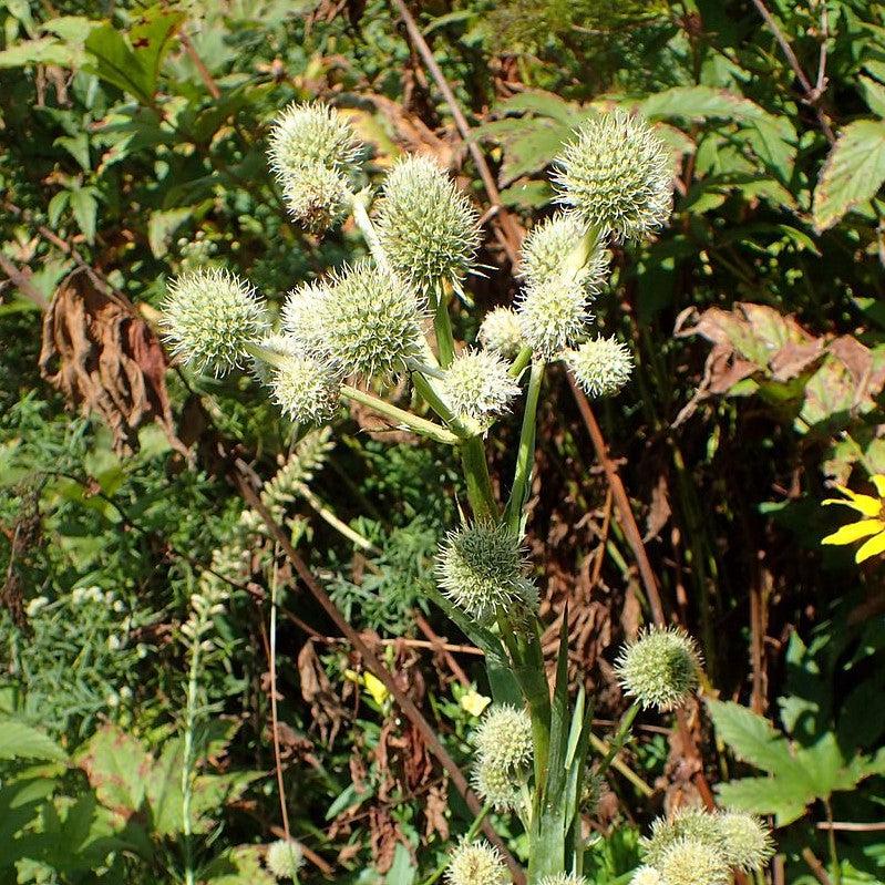 Rattlesnake Master - Shipped