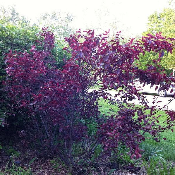 Purpleleaf Sandcherry - Shipped