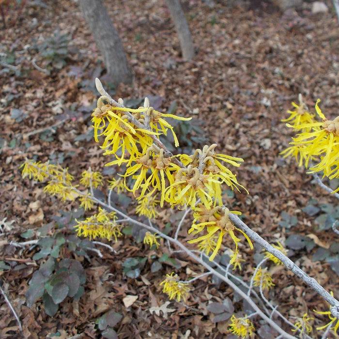 Hamamelis x intermedia 'Arnold Promise'  - Arnold Promise Witch Hazel - Shipped