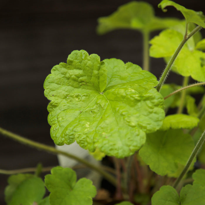Heuchera 'Pistachio Ambrosia'  - Primo® Pistachio Ambrosia Heuchera - Shipped