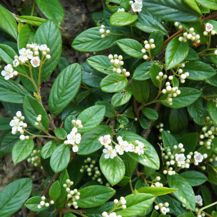 Cotoneaster sal. 'Repandens'  - Willowleaf Cotoneaster - Shipped