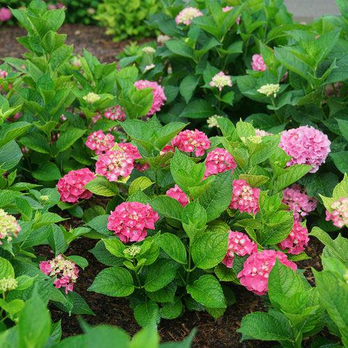 Let's Dance® Big Band® Hydrangea - Shipped