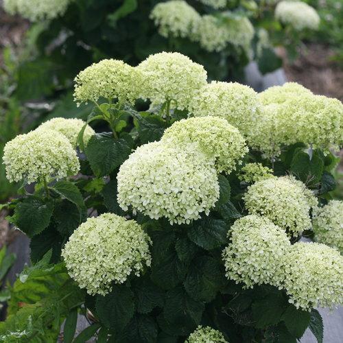 Invincibelle® Limetta Smooth Hydrangea - Shipped