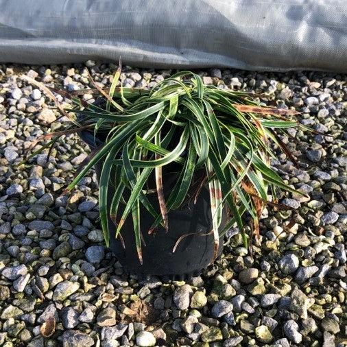 Variegated Lily Turf - Shipped