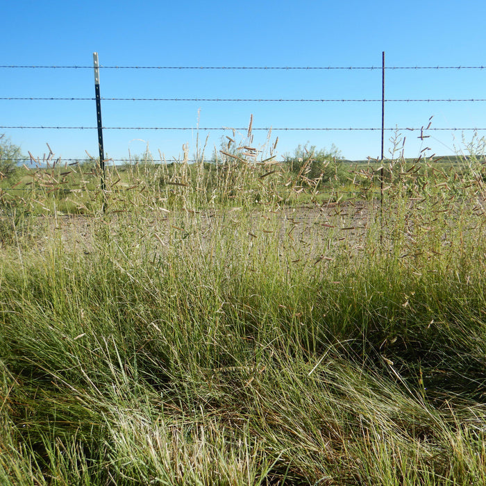 Bouteloua gracilis  - Blue Grama, Mosquito Grass - Shipped