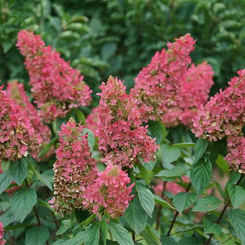 Hydrangea paniculata 'ILVOHPPRM' PP35,334  - Pinky Winky Prime® Hydrangea - Shipped