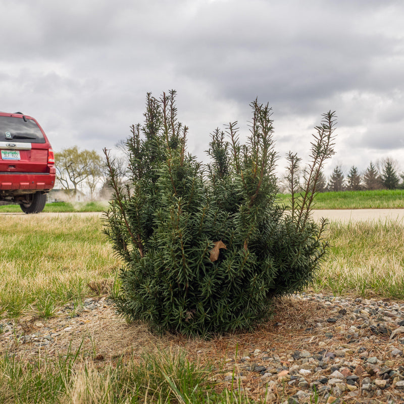 Hick's Yew - Shipped