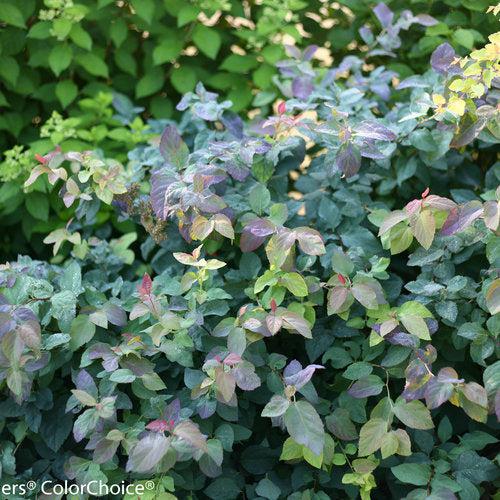 Spiraea x 'SMSMBK'  - Double Play® Blue Kazoo Spirea - Shipped