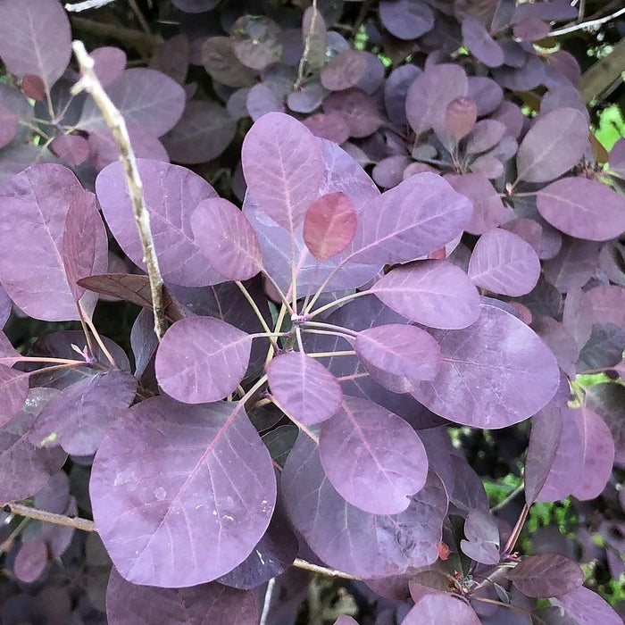 Cotinus coggygria 'Royal Purple'  - Royal Purple Smoke Tree - Shipped
