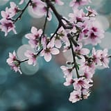 NECTARINE (PRUNUS PERSICA) `GOLDMINE` - In Store Pickup