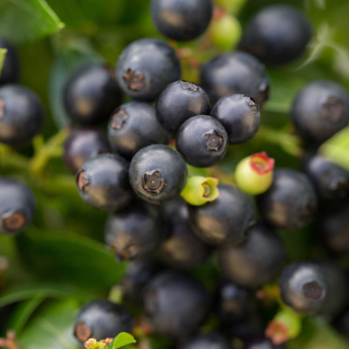 Vaccinium corymbosum hybrid 'ZF08-095' PP 25,467  - Bushel and Berry® BerryBux® Blueberry - Shipped