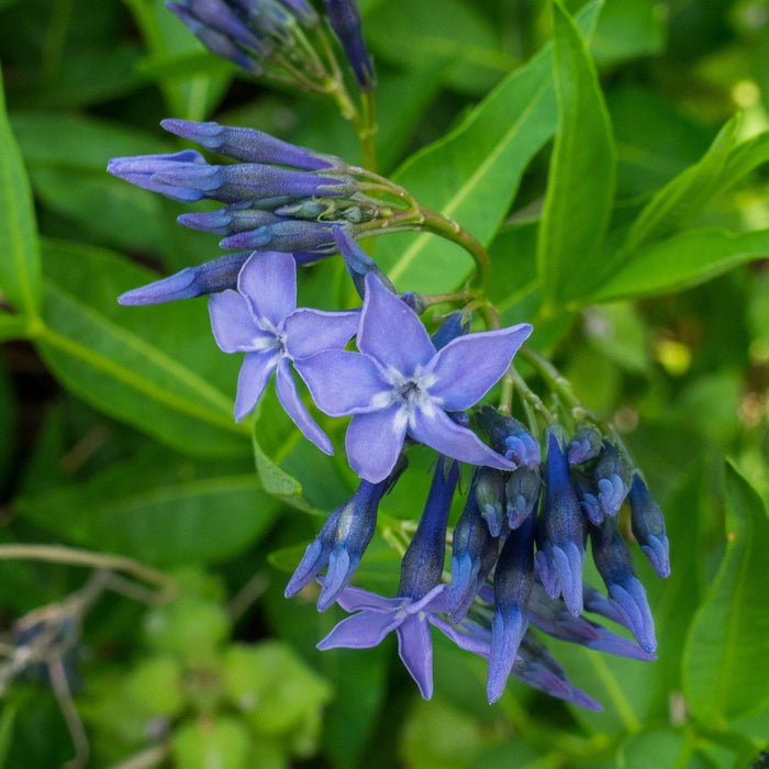 Amsonia 'Blue Ice'  - Blue Ice Blue Star - Shipped