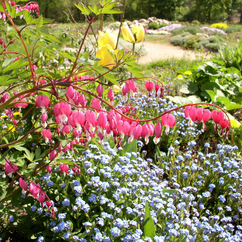 Asian Bleeding Heart - Shipped
